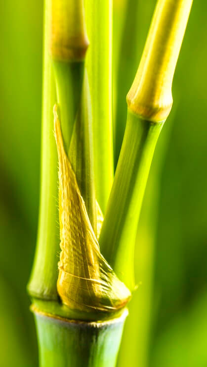 Bamboo leaves on natural background